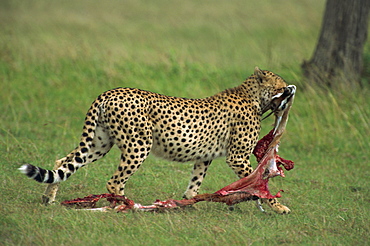 Cheetah with remains of Thompson's gazelle, Masai Mara National Reserve, Kenya, East Africa, Africa