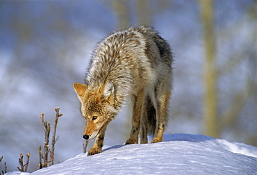 Coyote (Canis latrans), weighing 30-40 lbs, less than half the weight of a wolf, Yellowstone National Park, Wyoming, USA