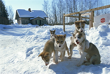 Group of five purebred Siberian husky pups at 8 weeks at Vihari kennels, Karelia, Finland, Scandinavia, Europe