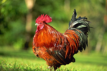 Cockerel, Matangi Island resort, Fiji, Pacific