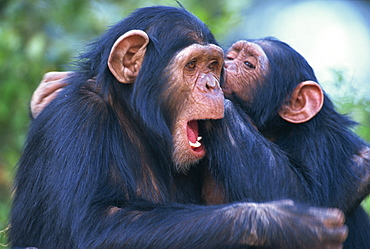 Chimpanzee sanctuary (Pan troglodytes), Sweetwaters, Kenya, East Africa, Africa