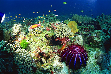 Crown of thorns starfish (Acanthaster planci) eats coral on a healthy reef, Similan Islands, Thailand, Southeast Asia, Asia