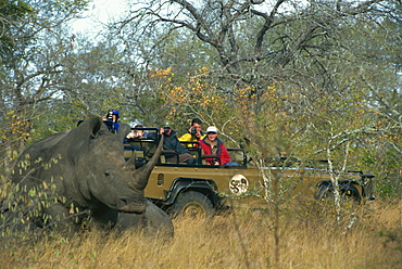 White rhino and calf watched by tourists from jeep, Sabi, South Africa, Africa