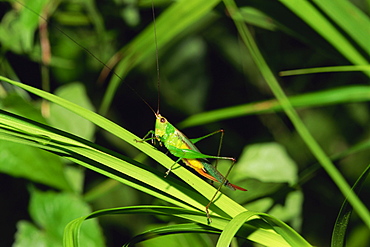 Grasshopper perched on grasses for the night, Sabah Sukau, Malaysia, Borneo, Southeast Asia, Asia