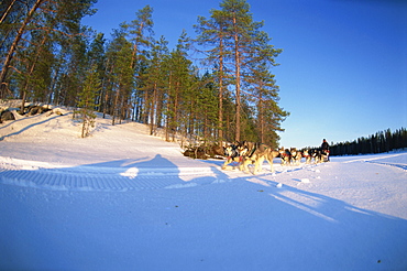 Caveris Husky Safaris, pure-bred Siberian huskies on the way home at the end of the day, Karelia, Finland, Scandinaiva, Europe