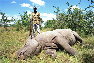 Sleeping endangered black rhino (diceros bicornis) is guarded 24 hours a day, Sweetwaters, Kenya, East Africa, Africa