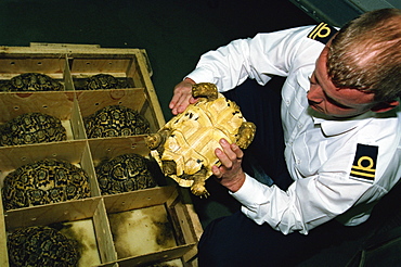 Inspector Tim Luffman inspects shipment of reptiles en route Tanzania to Japan, oversize Leopard Tortoise confiscated, Customs, London Heathrow Airport, England, United Kingdom, Europe