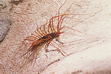 Soutigeromorph centipedes hunt cave crickets, Deer Cave, Mulu National Park, Sarawak, Borneo, Malaysia, Southeast Asia, Asia