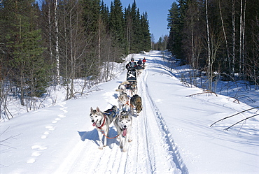 Driving Siberian huskies, Karelia, Finland, Scandinavia, Europe