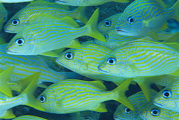 Grunts often school in groups under ledges, Haemulon flavolineatum, Nevis, Caribbean