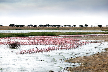 Kamfers Dam, a large pan north Kimberley, an important wetland with breeding colony of lesser flamingoes (Phoenicopterus minor), Northern Cape, South Africa, Africa