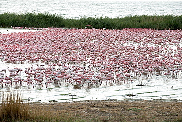 Kamfers Dam, a large pan north Kimberley, an important wetland with breeding colony of lesser flamingoes (Phoenicopterus minor), Northern Cape, South Africa, Africa