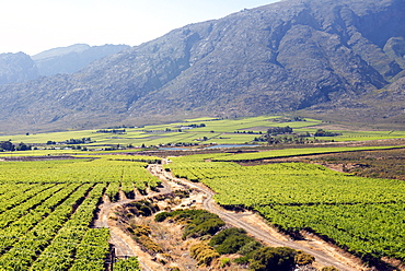 Vineyards and landscape of the Franschhoek area, Western Cape, South Africa, Africa