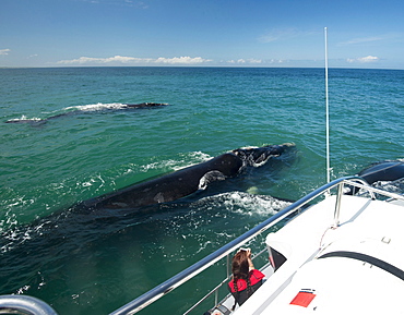 Tourist photographing Southern Right whale (Eubalaena australis) mother and calf, from Marine Dynamics whale watching boat, Western Cape, South Africa, Africa