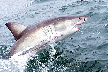 Great white shark (Carcharodon carcharias) at the surface at Kleinbaai in the Western Cape, South Africa, Africa