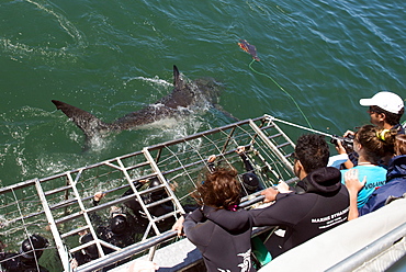 Great white shark swims by cage, great white shark cage diving, Marine Dynamics, Dyer Island, South Africa, Africa