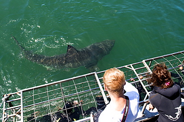 Great white shark swims by cage, great white shark cage diving, Marine Dynamics, Dyer Island, South Africa, Africa