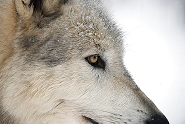 Close-up of face and snout of a North American Timber wolf (Canis lupus) in forest, Austria, Europe