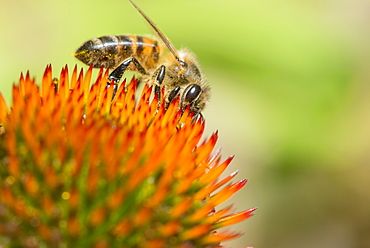 Honey bee (Apis mellifera) feeding on Echinacea sp. (cone flower) nectar, England, United Kingdom, Europe