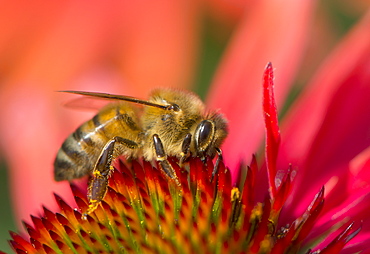 Honey bee (Apis mellifera) feeding on Echinacea sp. (cone flower) nectar, England, United Kingdom, Europe