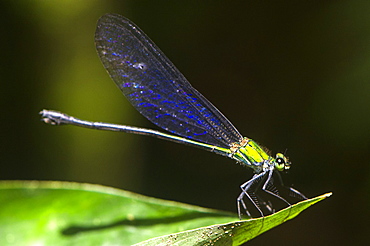 Damselfly with iridescent blue wings and iridescent green body settles on a leaf in sunlit clearing in the rainforest, Sabah, Borneo, Malaysia, Southeast Asia, Asia