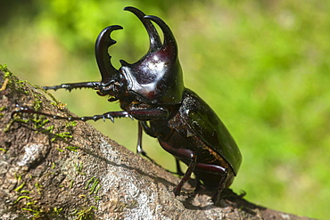 Male Dynastinae (Rhinoceros beetle), one of the largest beetles in the world, Sabah, Borneo, Malaysia, Southeast Asia, Asia