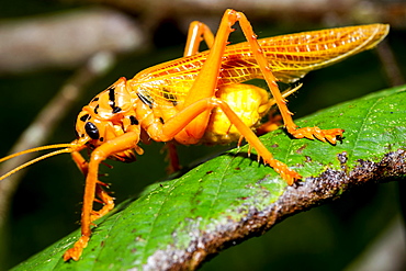 Orange and black bush cricket (Tettigoniidae), Maliau Basin, Sabah, Borneo, Malaysia, Southeast Asia, Asia