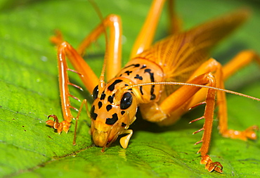 Orange and black bush cricket (Tettigoniidae), Maliau Basin, Sabah, Borneo, Malaysia, Southeast Asia, Asia