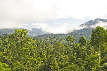 Mist rises from primary rainforest at dawn, Maliau Basin Conservation Area, Sabah, Borneo, Malaysia, Southeast Asia, Asia