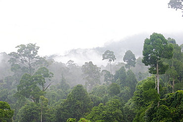 Mist rises from primary rainforest at dawn, Maliau Basin Conservation Area, Sabah, Borneo, Malaysia, Southeast Asia, Asia