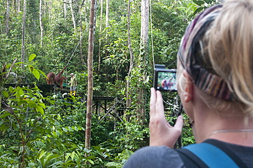 Tourist watching rehabilitated orangutans arriving  at Semenggoh Orangutan Rehabilitaion Centre, near Kuching in Sarawak, Borneo, Malaysia, Southeast Asia, Asia
