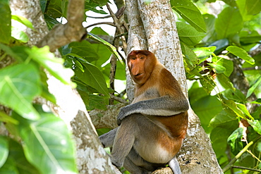 Male proboscis monkey (Narsalis larvatus) is only found on Borneo, Bako National Park, Sarawak, Borneo, Malaysia, Southeast Asia, Asia