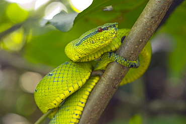 Wagler's pit viper (Tropidolaemus wagleri) a venomous green pit viper found throughout Southeast Asia, Sarawak, Borneo, Malaysia, Southeast Asia, Asia