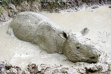 Female Sumatran rhino (Borneo rhino) (Dicerorhinus sumatrensis) in wallow, Tabin Reserve, Sabah, Borneo, Malaysia, Southeast Asia, Asia