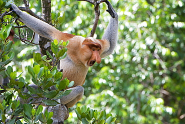 Dominant male proboscis monkey (Nasalis larvatus) on the lookout for challenges from younger males in the bachelor group, Labuk Bay Proboscis Monkey Sanctuary, Sabah, Borneo, Malaysia, Southeast Asia, Asia