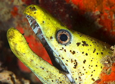The yellow moray eel (Gymnothorax melatremus) living in an artificial reef under an oil rig near Mabul Island, Celebes Sea, Sabah, Malaysia, Southeast Asia, Asia