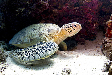 Green sea turtles (Chelonia mydas) common at Pom Pom Island, Celebes Sea, Sabah, Malaysia, Southeast Asia, Asia