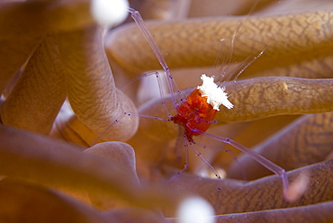 The popcorn shrimp (Periclimenes kororensis) in fungid coral (Heliofungia actiniformis) (mushroom coral), Celebes Sea, Sabah, Malaysia, Southeast Asia, Asia