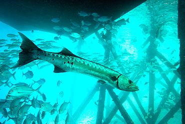 Great barracuda (Sphyraena barracuda) (giant barracuda) can grow up to 1.8 metres long, under pier, Celebes Sea, Sabah, Malaysia, Southeast Asia, Asia