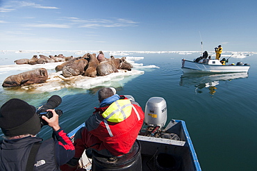 Tourists photographing a group of walrus (Odobenus rosmarus) resting and sunbathing, Arctic Kingdom walrus expedition, Foxe Basin, Nunavut, Canada, North America