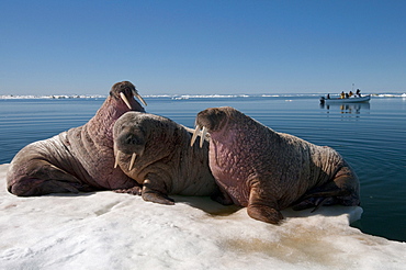 Walrus (Odobenus rosmarus) hauled out on pack ice to rest and sunbathe, Foxe Basin, Nunavut, Canada, North America