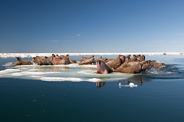 Walrus (Odobenus rosmarus) hauled out on pack ice to rest and sunbathe, Foxe Basin, Nunavut, Canada, North America