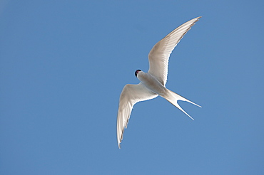 Arctic tern (Sterna paradisaea) in flight, Nunavut, Canada, North America