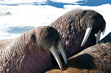 Two walrus (Odobenus rosmarinus,) close-up of face, tusks, and vibrissae (whiskers), hauled out on pack ice to rest and sunbathe, Foxe Basin, Nunavut, Canada, North America 
