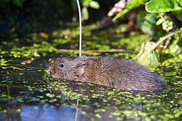 Water vole (Arvicola terrestris) swimming at the surface of a pond, British Wildlife Centre, Surrey, England, United Kingdom, Europe