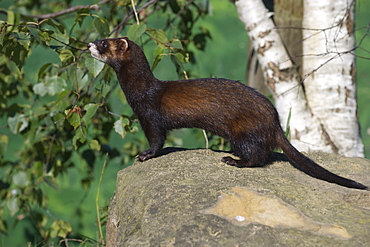 Polecat (Mustela putorius), United Kingdom, Europe