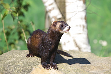 Polecat (Mustela putorius), United Kingdom, Europe