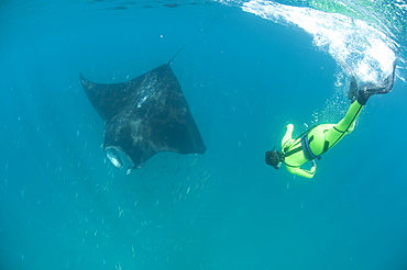 Scientist free diving to make a photo identification of an individual manta ray (Manta birostris), Yum Balam Marine Protected Area, Quintana Roo, Mexico, North America 