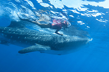 Snorkeller and whale shark (Rhincodon typus) feeding at the surface on zooplankton, mouth open, known as ram feeding, Yum Balam Marine Reserve, Quintana Roo, Mexico, North America  