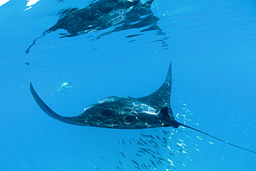 Manta ray (Manta birostris) feeding on zooplankton by extending its cephalic lobes, Quintana Roo, Mexico, North America